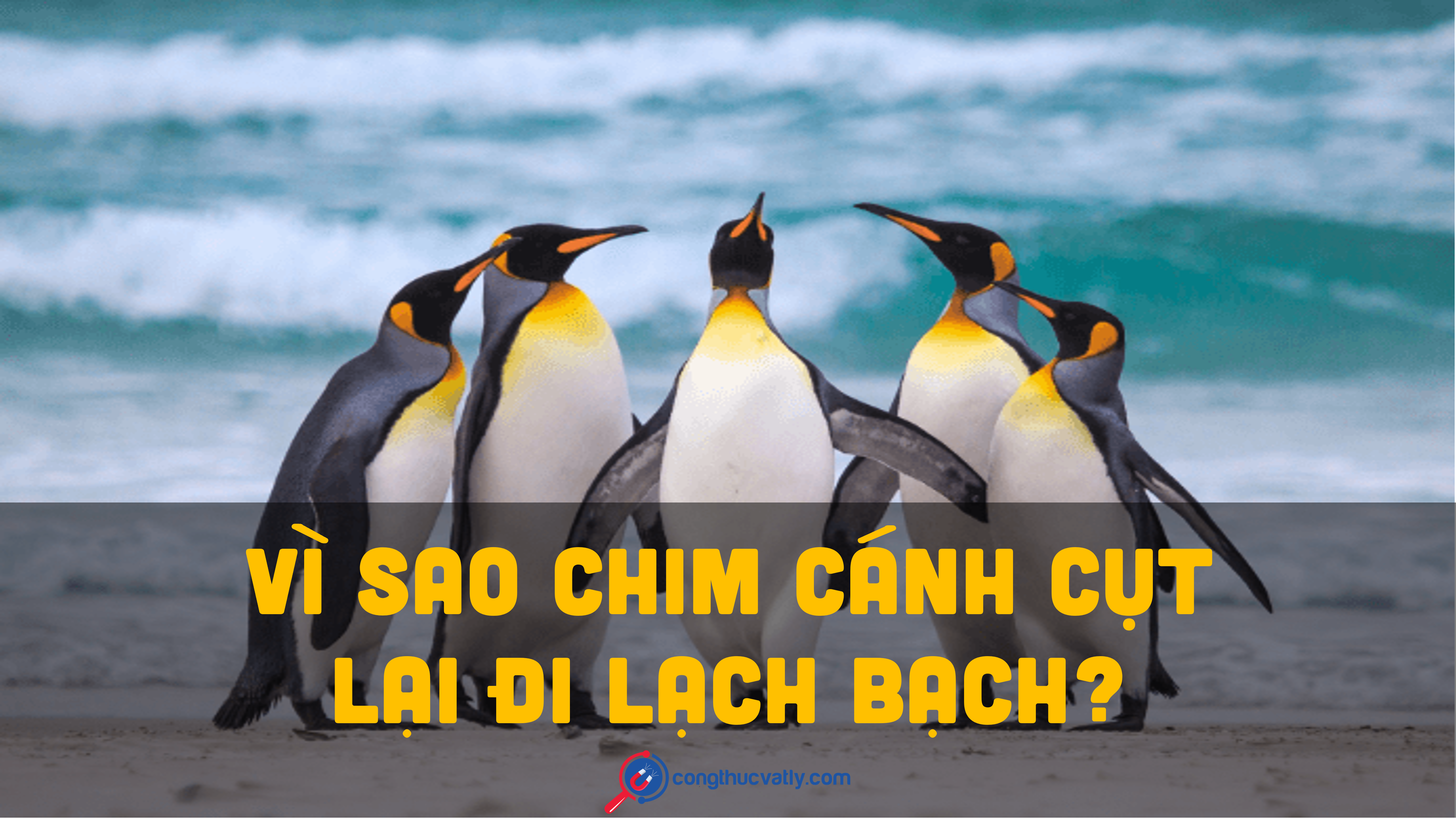 vi-sao-chim-canh-cut-lai-di-lach-bach-128