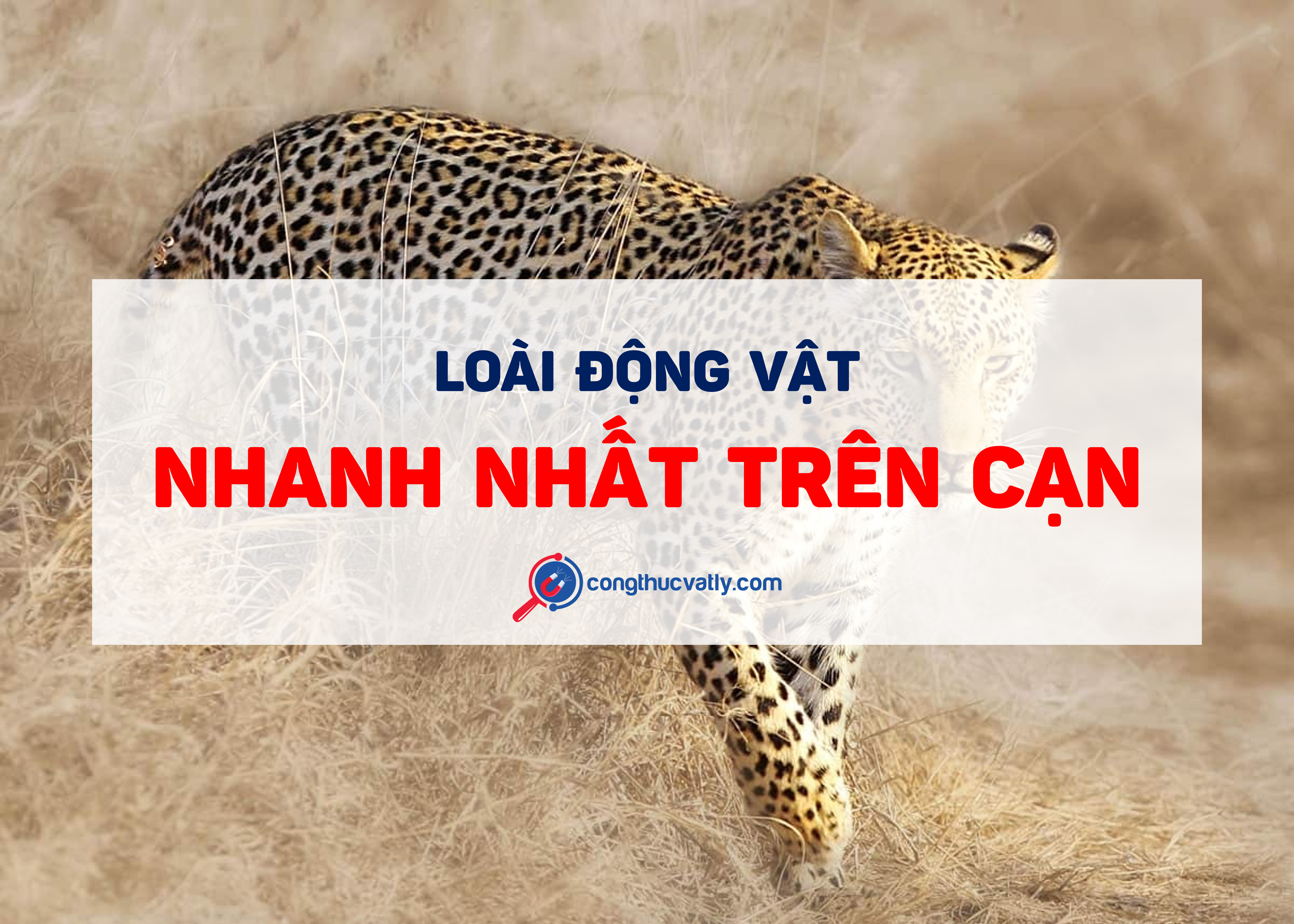 dong-vat-bon-chan-nao-nhanh-nhat-tren-can-136