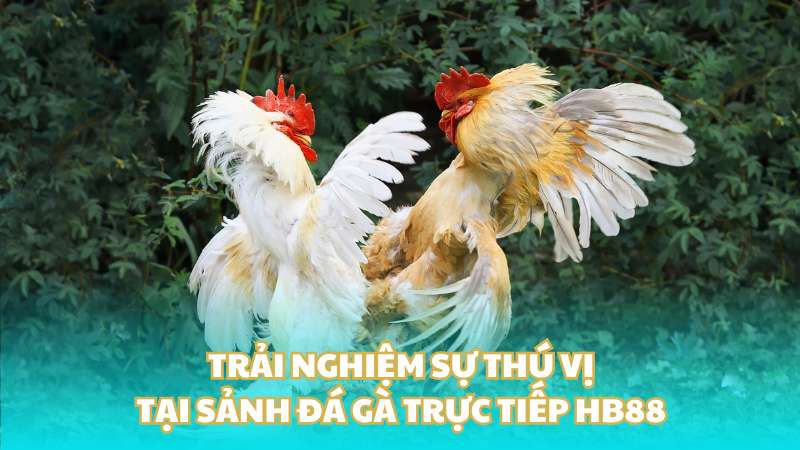 trai-nghiem-su-thu-vi-tai-sanh-da-ga-truc-tiep-hb88-628