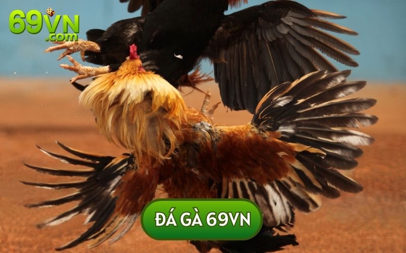 da-ga-69vn-bo-mon-ca-cuoc-kich-tinh-cua-hang-trieu-su-ke-993