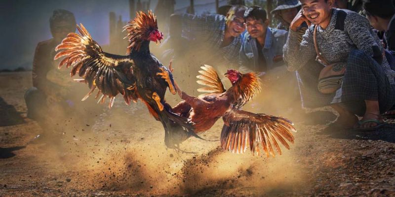 kham-pha-trang-live-daga4k-mang-den-trai-nghiem-dinh-cao-1309