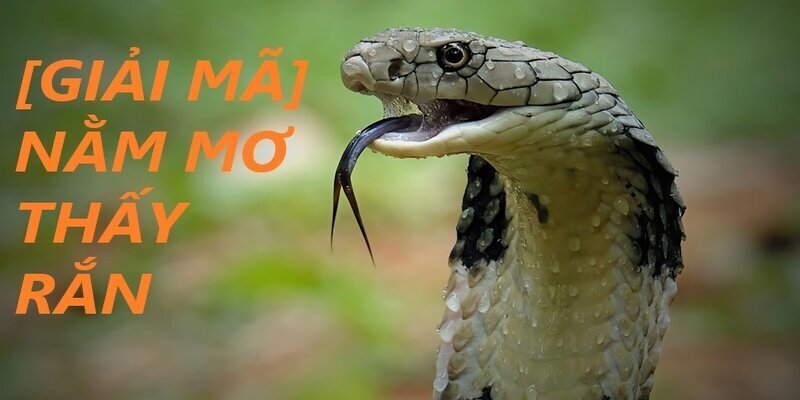 nam-mo-thay-ran-la-diem-gi-1555