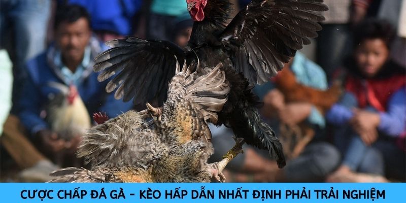 cuoc-chap-da-ga-keo-hap-dan-nhat-dinh-phai-trai-nghiem-1980
