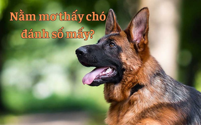 nam-mo-thay-cho-danh-so-may-trung-doc-dac-2036