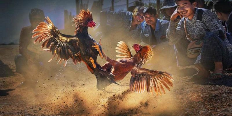 da-ga-cua-sat-debet-dau-truong-kich-tinh-ca-cuoc-dinh-cao-cho-dan-choi-dich-thuc-2313